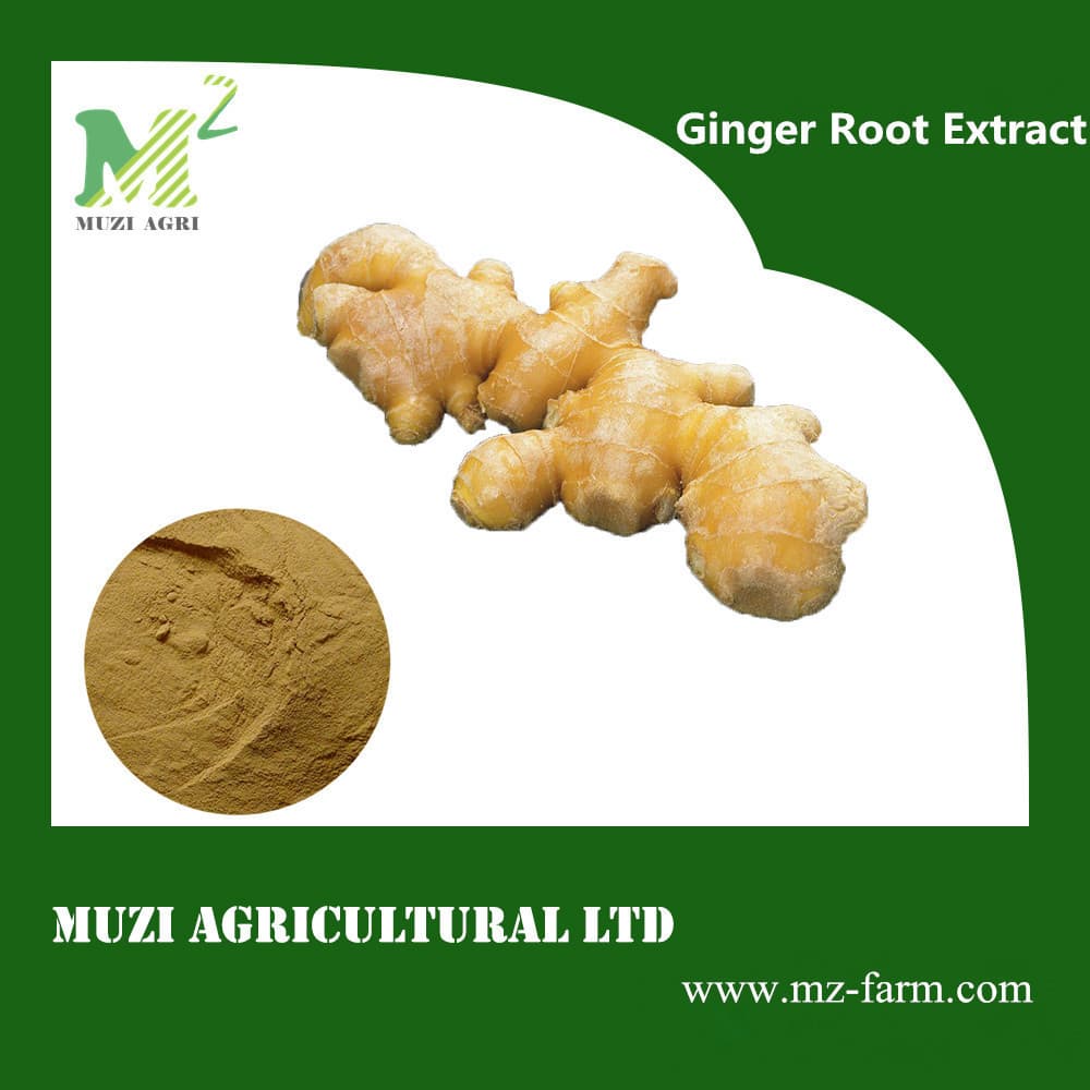High Quanlity Ginger Root Extract 5_ Gingerols